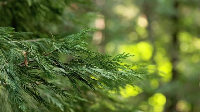 Cinematic 4K Footage of a Dynamic Close-Up of Pine Needles in the Forest