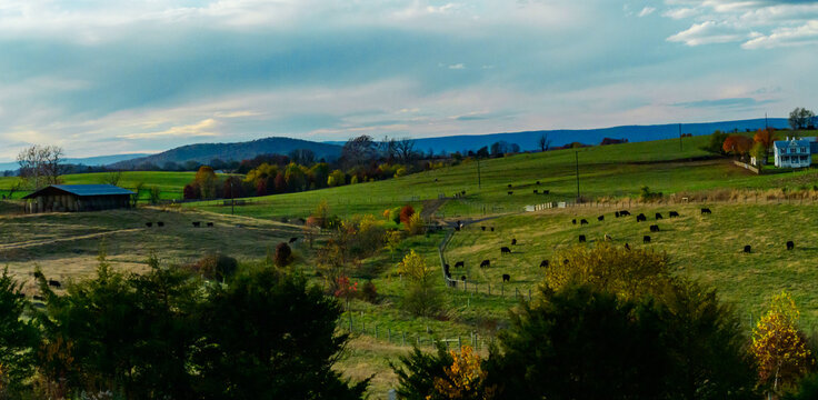 A picturesque landscape located in rural Virginia, USA, characterized by rolling hills and grazing livestock (Bos taurus).