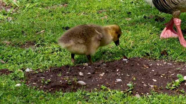 Close up of a beautiful yellow fluffy greylag goose baby gosling in spring, Anser anser is a species of large goose in the waterfowl family Anatidae