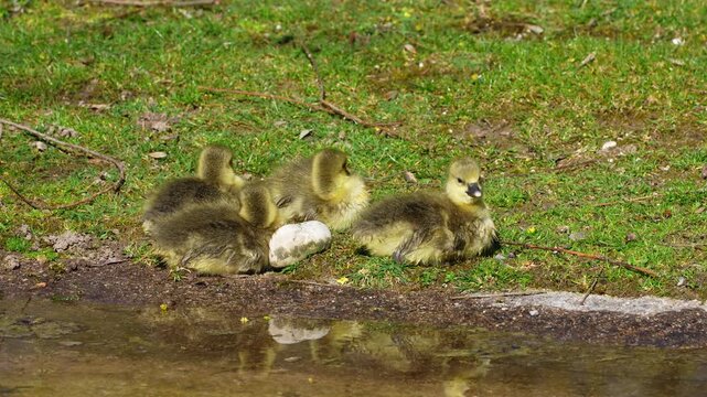 Close up of a beautiful yellow fluffy greylag goose baby gosling in spring, Anser anser is a species of large goose in the waterfowl family Anatidae