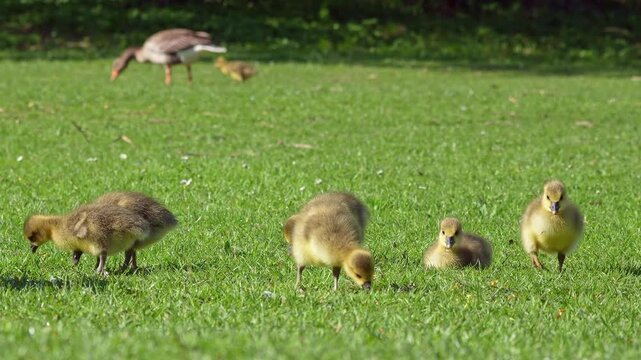 Close up of a beautiful yellow fluffy greylag goose baby gosling in spring, Anser anser is a species of large goose in the waterfowl family Anatidae