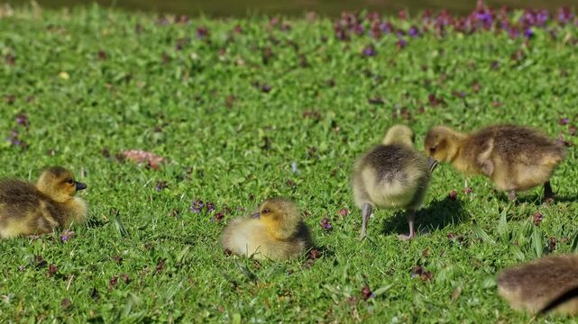 Close up of a beautiful yellow fluffy greylag goose baby gosling in spring, Anser anser is a species of large goose in the waterfowl family Anatidae