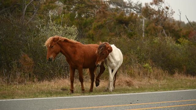 A brown wild horse and a brown-and-white wild horse interact and play together at Assateague Island, Maryland, capturing the natural behavior and social dynamics of the island&rsquo;s iconic horses