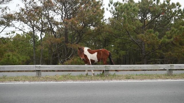 A brown and white wild horse grazing beside the road at Assateague Island, Maryland, showcasing the iconic free-roaming ponies in their natural coastal habitat.