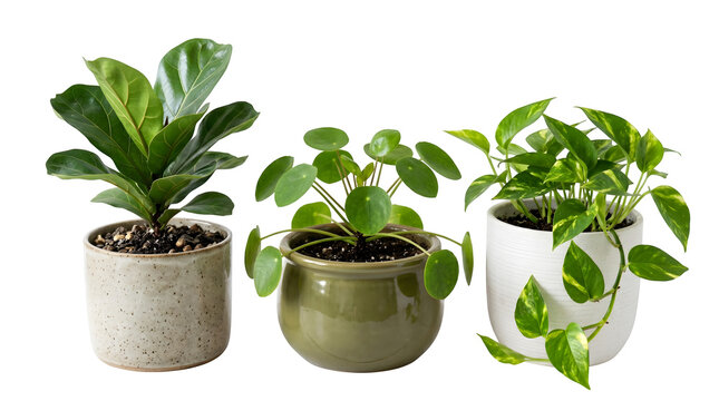Three different indoor potted plants isolated on transparent background