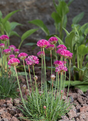 Fototapeta premium Armeria maritima 'Düsseldorfer Stolz', thrift, sea thrift or sea pink; tiny pink flowers recently planted along other plants in landscaped garden with cobblestone pavement (passe) and lava rock mulch