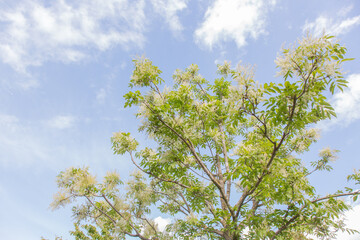 Fototapeta premium Close-up,No People,Nature,Flower,Leaf,Botany,Bush,Tree,Springtime,Season,Freshness,Garden,Ash Tree