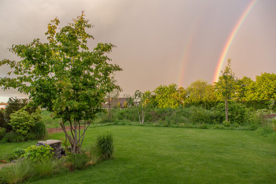 Garden, landscaped: Lawn in the evening light with rainbow and persian ironwood tree (parrotia persica)