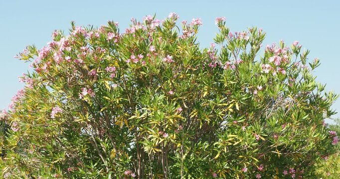 Nerium oleander | Laurier-rose - Ol&eacute;andre - Rosage - N&eacute;rion - Lauraine. Arbuste ornemental &agrave; floraison rose des jardins et paysages m&eacute;diterran&eacute;ens
