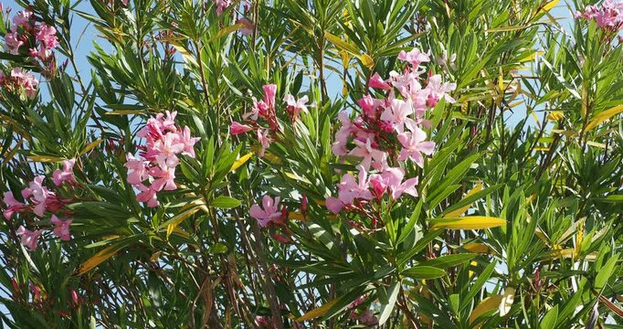 Nerium oleander - Laurier-rose, arbuste m&eacute;diterran&eacute;en orn&eacute; fleurs tubulaires nuanc&eacute;es de roses en grappes au bout de rameaux portant des feuilles group&eacute;es, allong&eacute;es et coriaces vert fonc&eacute; brillant 