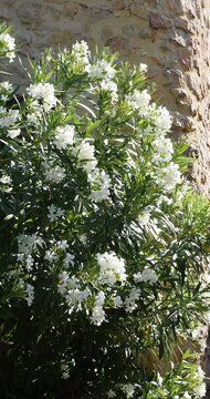 Laurier-rose ou nerium oleander, arbuste m&eacute;diterran&eacute;en d'ornement &agrave; floraison blanche au dessus d'un feuillage vert d&eacute;corant une fa&ccedil;ade de maison proven&ccedil;ale