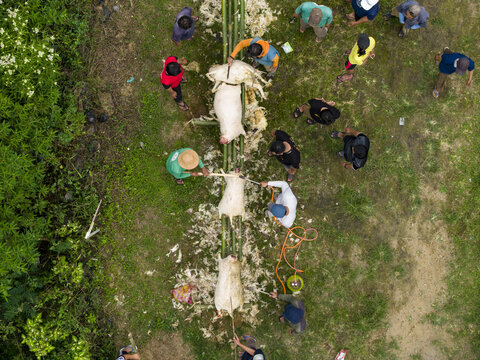 Aerial view of men processing sacrificial sheep on bamboo frames for the Eid al-Adha ceremony in a grassy field Kecamatan Kalikajar, Jawa Tengah, Indonesia.
