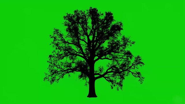 Black silhouette of a large oak tree Rotating with spreading branches isolated on a chroma key green screen background for easy compositing.