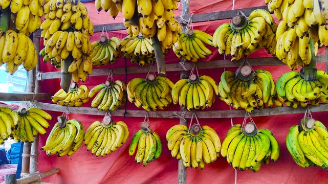 Traditional market display showing multiple large bunches of ripe yellow bananas hanging in rows for sale