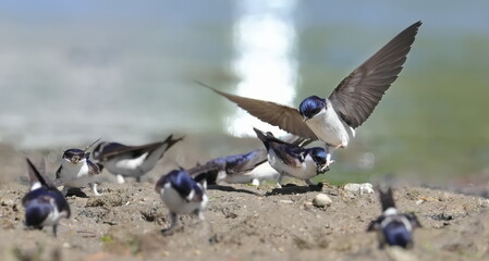 Obraz premium House martin close up, Delichon urbicum, birds of Montenegro