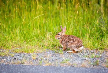 Obraz premium An Eastern Cottontail rabbit at Assateague Island National Seashore, Maryland