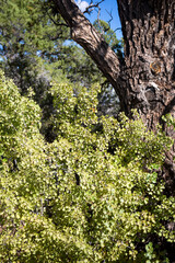 Fototapeta premium Currant shrub near the North Rim of the Grand Canyon, Arizona