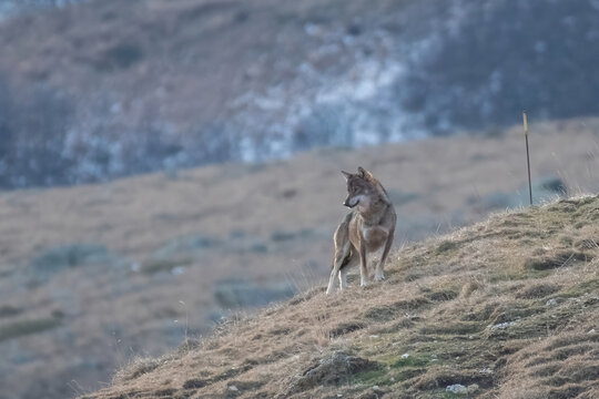 Wild Italian wolf, also called Apennine wolf (Canis lupus italicus or Canis lupus lupus) standing on a winter pasture and looking for prey at sunrise. Monviso natural Park, Piedmont, Cottian Alps, Ita