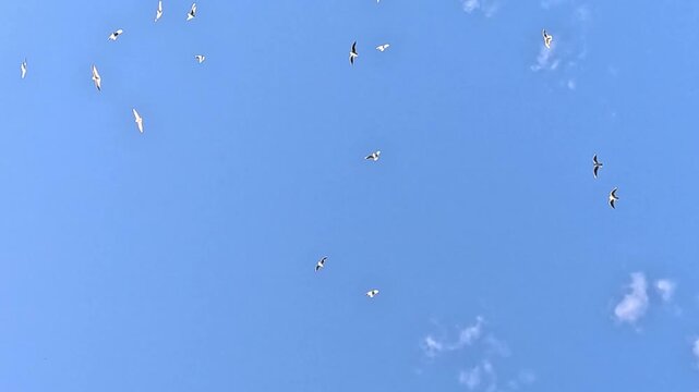 A flock of birds flies across a vivid blue summer sky with scattered clouds. The birds gradually spread apart, circle through open air, and continue moving calmly overhead.