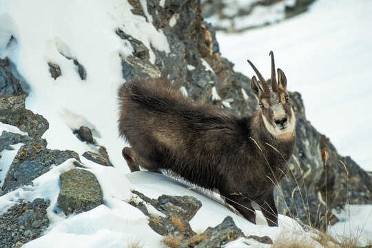 Elevated-view of a male Alpine chamois (Rupicapra rupicapra) standing on a steep, snowy rocky slope on a winter day, Chianale, Monviso natural park, Piedmont, Italy.