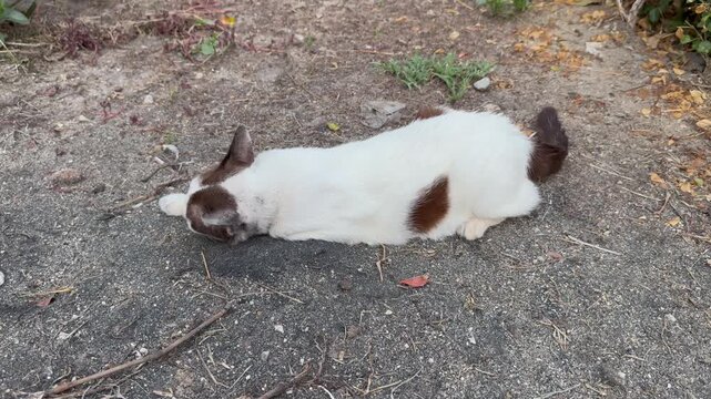 The cat with cow-like markings was happily playing in a pile of ashes.