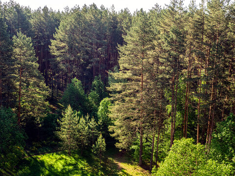 Sunny forest landscape with tall pines, small spruces and deciduous trees. Top view. Panorama.
