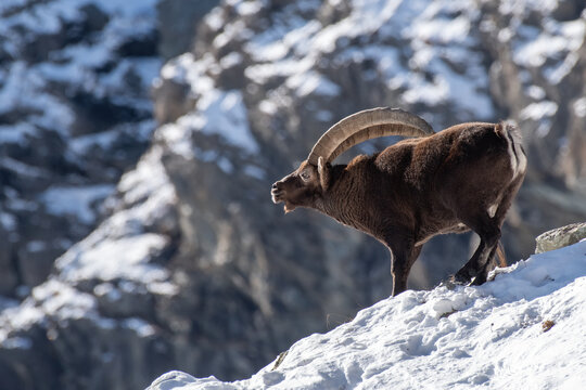 Male Alpine ibex (Capra ibex) on a snowy ledge sniffing the air during the breeding season, Crissolo, Piedmont, Cottian Alps, Italy. Monviso Natural Park.