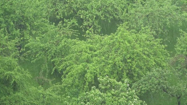 Heavy rain falling on small trees during strong windy weather, close-up nature shot.