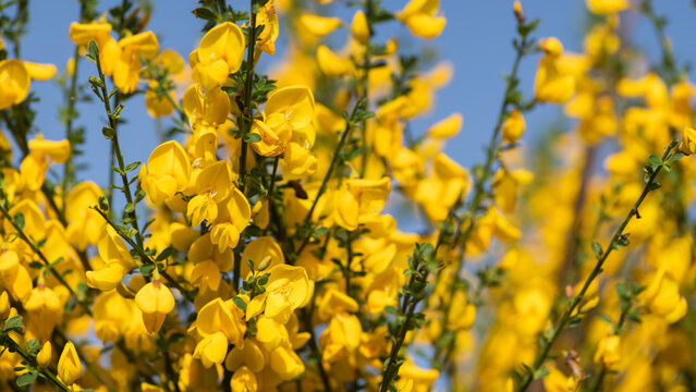 background macro with yellow scotch broom and blue sky