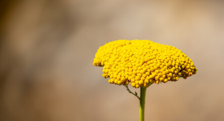 Yarrow medicinal plant. Yellow yarrow in bloom. Yarrow flowers, bush close-up. © Vera