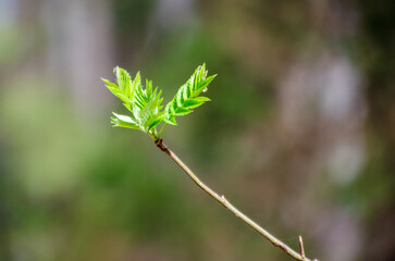 Obraz premium Fresh green spring leaves emerging delicately within peaceful natural woodland environment during sunrise. Young plant growth illuminated softly, calm atmosphere, seasonal renewal, nature concept,
