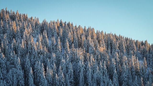 Aerial view of a dense pine forest covered in fresh snow with golden sunlight hitting the treetops in Les Rousses, Bourgogne-Franche-Comte, France.