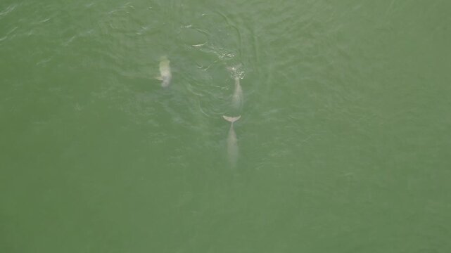 Irrawaddy Dolphins Mekong