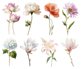 Obraz premium PNG Elegant botanical floral illustration on transparent background