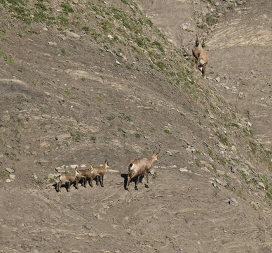 Gamsgeiss mit Kitz mit Steinbock
