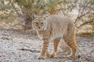 Fototapeta premium Bobcat crosses the pedestrian train at a popular hiking spot in Southern Arizona.