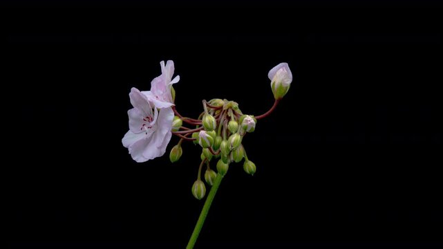 Beautiful pink flower blooming on black background. Blooming geranium flower close-up