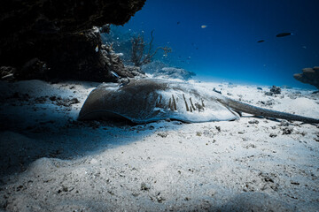 Large stingray with long tail resting on the sandy ocean floor next to a coral reef. © PIPE DIVE UNDERWATER