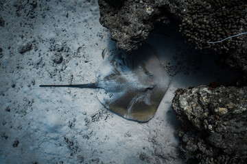 Large stingray with long tail resting on the sandy ocean floor next to a coral reef. © PIPE DIVE UNDERWATER
