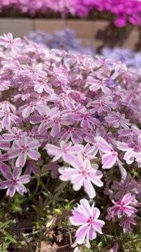 Slider shot of vivid pink, light pink, and pale purple moss phlox