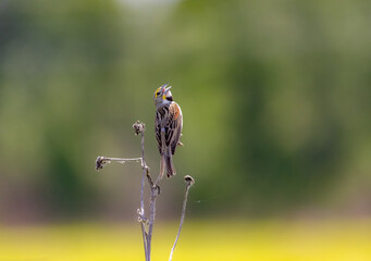 Fototapeta premium dickcissel on stem singing