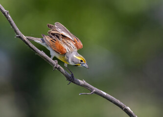 Fototapeta premium dickcissel on stem