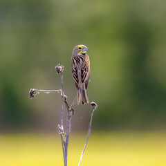 Fototapeta premium dickcissel on stem 
