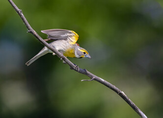 Fototapeta premium dickcissel on stem