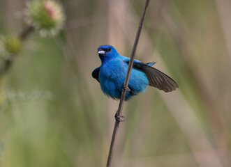 Fototapeta premium indigo bunting