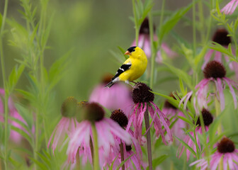 Fototapeta premium goldfinch on purple coneflower