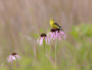 Fototapeta premium goldfinch on purple coneflower