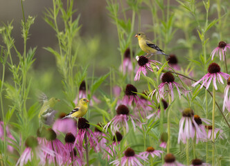 Fototapeta premium goldfinches on purple coneflowers