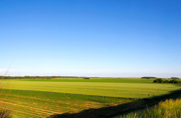 Fototapeta premium Green Wheat Field with Rural Dirt Road Under Blue Summer Sky
