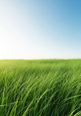 Obraz premium Gentle wind moving softly through tall, green meadow grasses under a bright, sunny sky, creating a peaceful and serene outdoor atmosphere, relaxing, idyllic, ecology